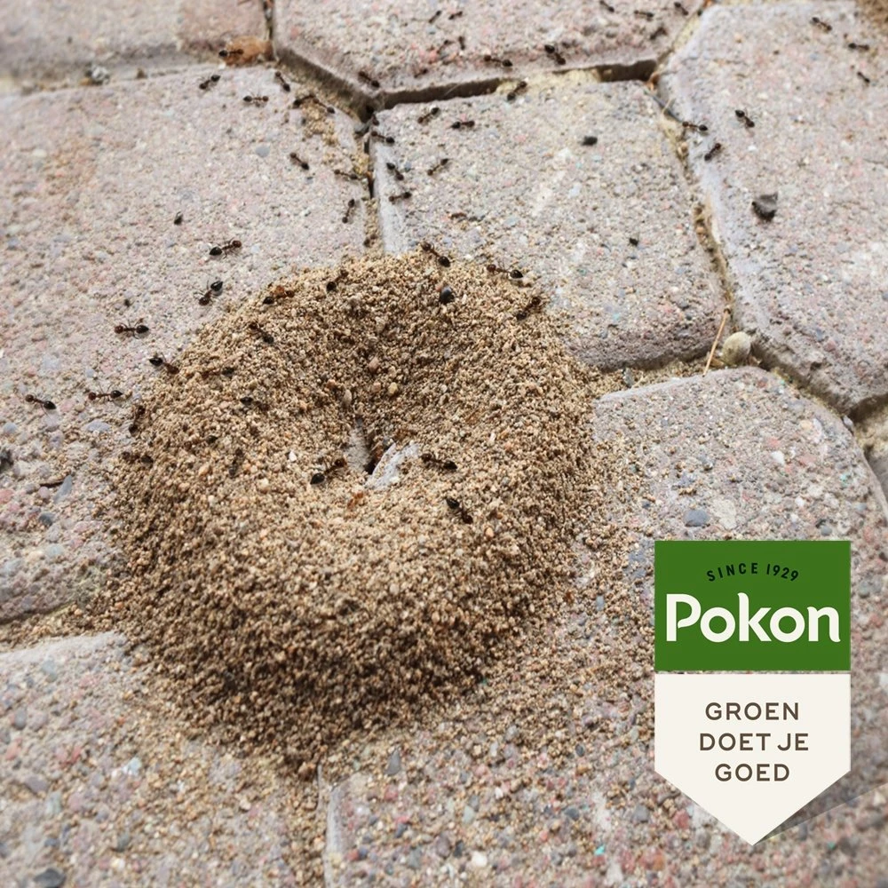 Pokon Tegen Mieren Korrels 400gr - Afbeelding 5